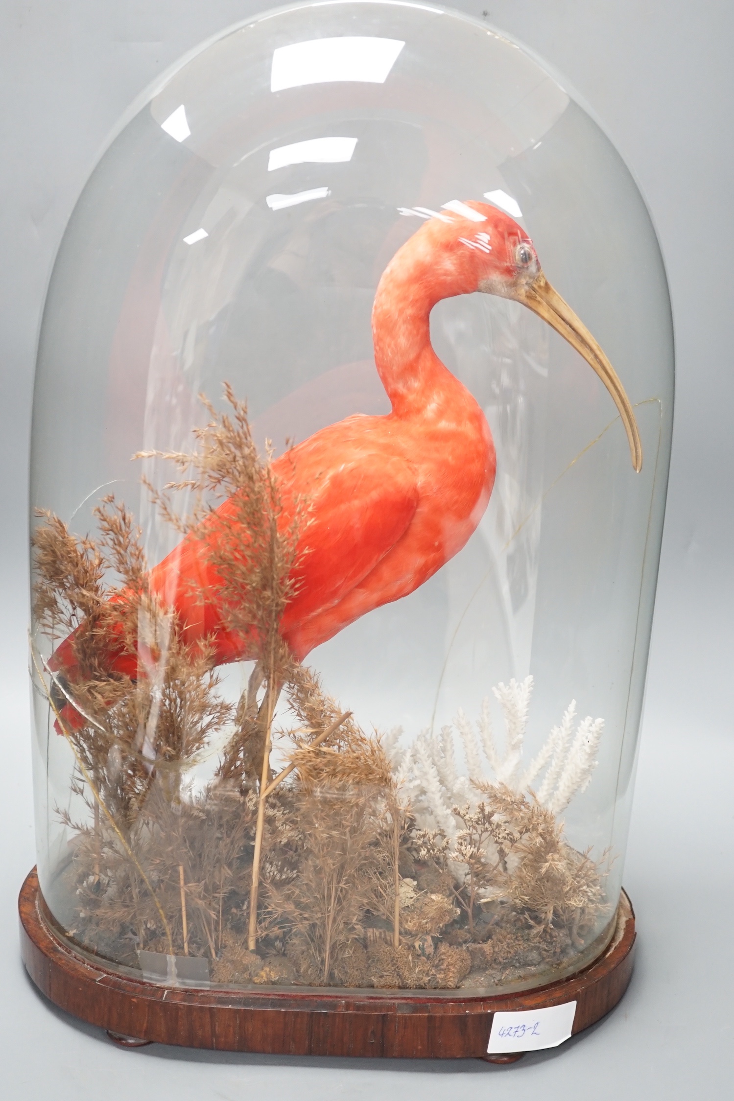 A 19th century taxidermic scarlet ibis, cracked glass dome 53cm